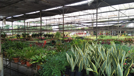 Tapak Semaian Hong Seng Tapak Semaian Hong Seng