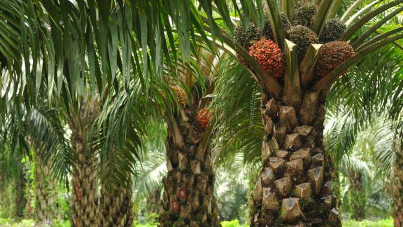 kelapa sawit