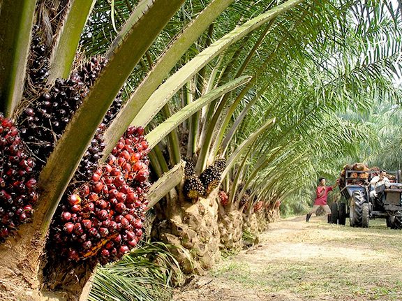 Ladang kelapa sawit 1 ladang kelapa sawit