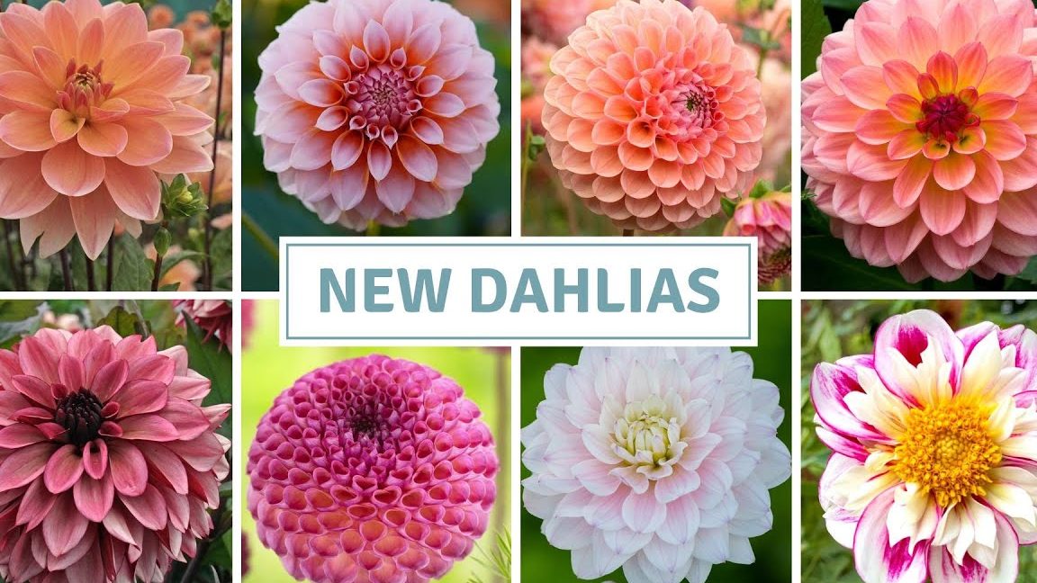 PASTI Al-Irsyad 1, Taman Dahlia 1 pasti al irsyad 1 taman dahlia